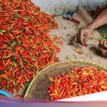 Harga Sembako di Sungai Penuh 1 Juni 2026: Cabai dan Daging Ayam Turun