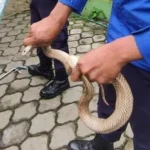 Host Jejak Si Gundul Terkena Semburan Bisa Ular Kobra, Beruntung Dapat Pemulihan