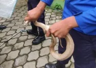 Host Jejak Si Gundul Terkena Semburan Bisa Ular Kobra, Beruntung Dapat Pemulihan