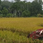 Jawa Tengah Targetkan 970 Ribu Hektare Lahan Sawah Dilindungi