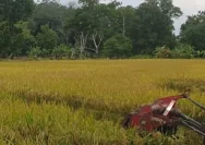 Jawa Tengah Targetkan 970 Ribu Hektare Lahan Sawah Dilindungi