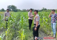 Lamongan Meningkatkan Ketahanan Pangan dengan Mengawasi Lahan Jagung Warga Desa Plaosan