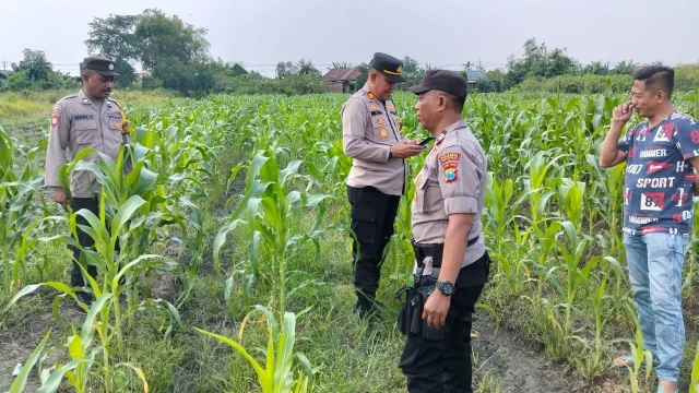 Lamongan Meningkatkan Ketahanan Pangan dengan Mengawasi Lahan Jagung Warga Desa Plaosan