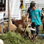 LAZiS Jateng Distribusikan Ratusan Hewan Kurban untuk Masyarakat Terdampak