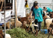 LAZiS Jateng Distribusikan Ratusan Hewan Kurban untuk Masyarakat Terdampak