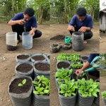 Menanam Bayam di Keranjang Bekas: Cara Mudah dan Panen Cepat