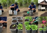 Menanam Bayam di Keranjang Bekas: Cara Mudah dan Panen Cepat