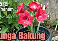 Menanam Bunga Bakung dan Narcissus Agar Subur: Tips dan Trik