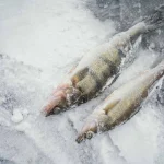 Mengapa Ikan Antartika Tidak Membeku di Air Dingin Eksrem?