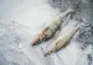Mengapa Ikan Antartika Tidak Membeku di Air Dingin Eksrem?