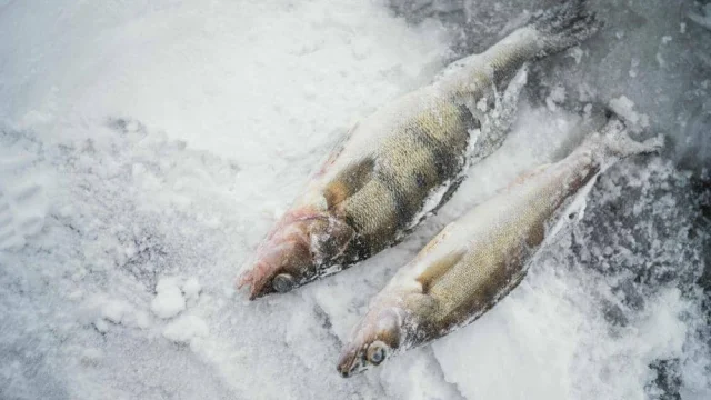 Mengapa Ikan Antartika Tidak Membeku di Air Dingin Eksrem?