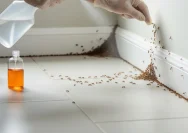 Mengusir Semut dengan Cara Alami: 5 Langkah untuk Rumah Bebas Serangga