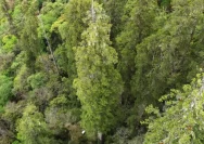 Pedang Langit: Pohon Tertinggi di Asia Timur yang Ditemukan di Taiwan