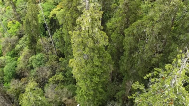 Pedang Langit: Pohon Tertinggi di Asia Timur yang Ditemukan di Taiwan