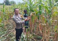 Pengembangan Pertanian di Trenggalek: Bhabinkamtibmas Desa Ngadirenggo Mendorong Swasembada Pangan