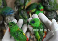 Penyelundupan Burung Dilindungi Dihentikan di Merangin