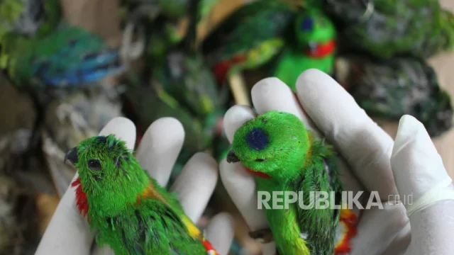 Penyelundupan Burung Dilindungi Dihentikan di Merangin