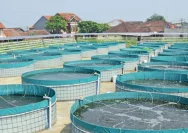 Purworejo Meningkatkan Ketahanan Pangan dengan Budidaya Ikan Tematik Bioflok