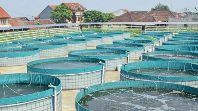 Purworejo Meningkatkan Ketahanan Pangan dengan Budidaya Ikan Tematik Bioflok