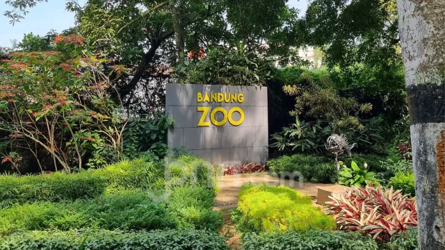 Revitalisasi Bandung Zoo: Pemkot Bandung Siapkan Langkah Baru
