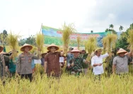 Sawah Pasca Panen Raya Hancur Dikeruk PETI, Warga Bukit Batu Merangin Minta Aparat Bertindak Tegas