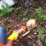 Tengkorak Misterius di Hutan Sumber Rembang: Polisi Belum Mengungkap Identitas