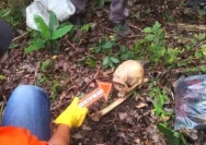 Tengkorak Misterius di Hutan Sumber Rembang: Polisi Belum Mengungkap Identitas