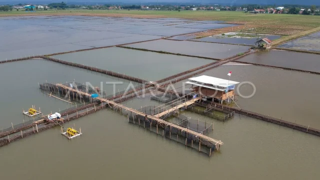 Tersangka Alih Fungsi Lahan Pertanian di Batang: Mengungkapkan Misteri Tambak Udang