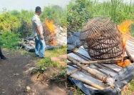 Warga Brambang Berhasil Membasmi Arena Sabung Ayam yang Meresahkan
